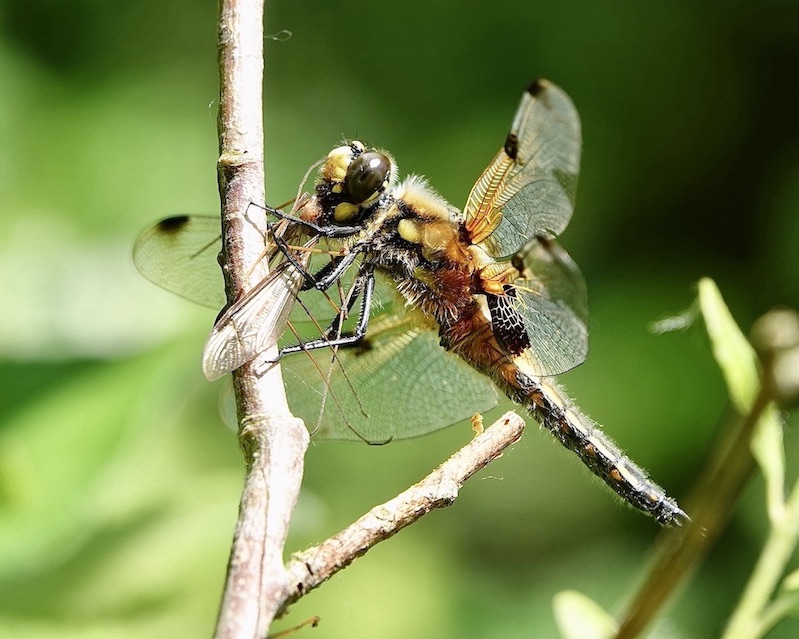 4-spot